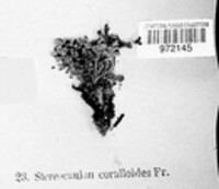 Stereocaulon coralloides image